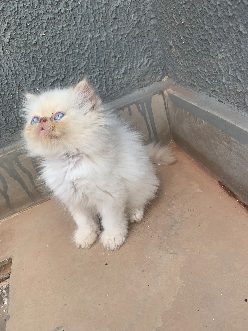 Gato persa 