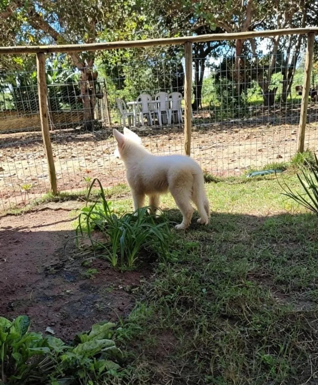 PASTOR SUÍÇO  - Foto 2
