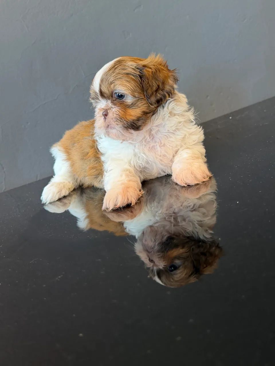 Lindo shiatsu  - Foto 4