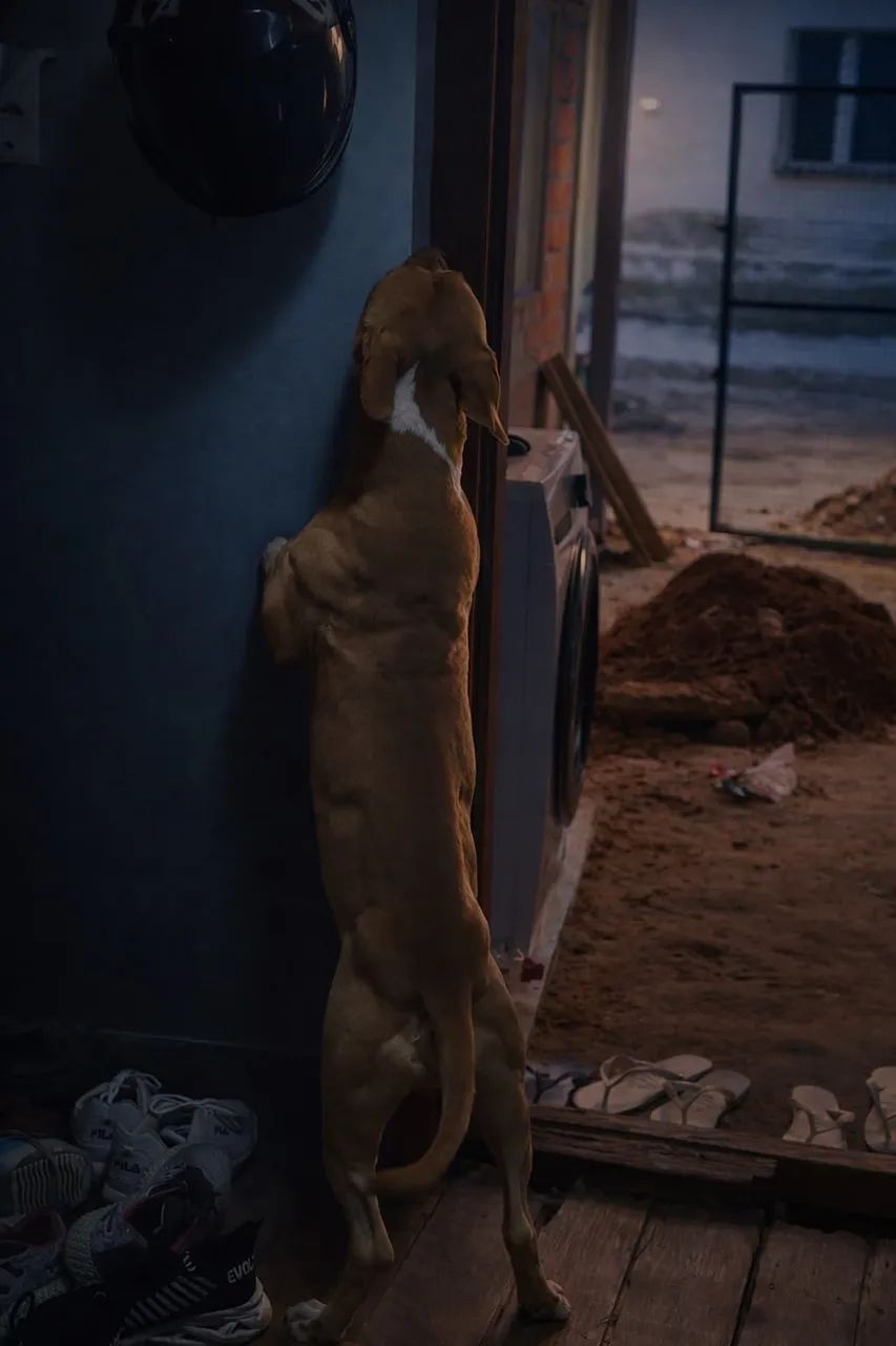 Pitt bull  - Foto 3