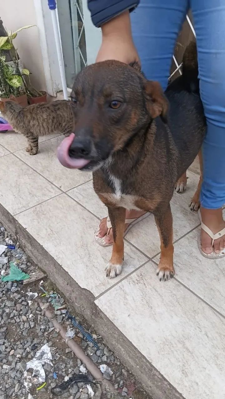 Doação de cachorro  - Foto 3