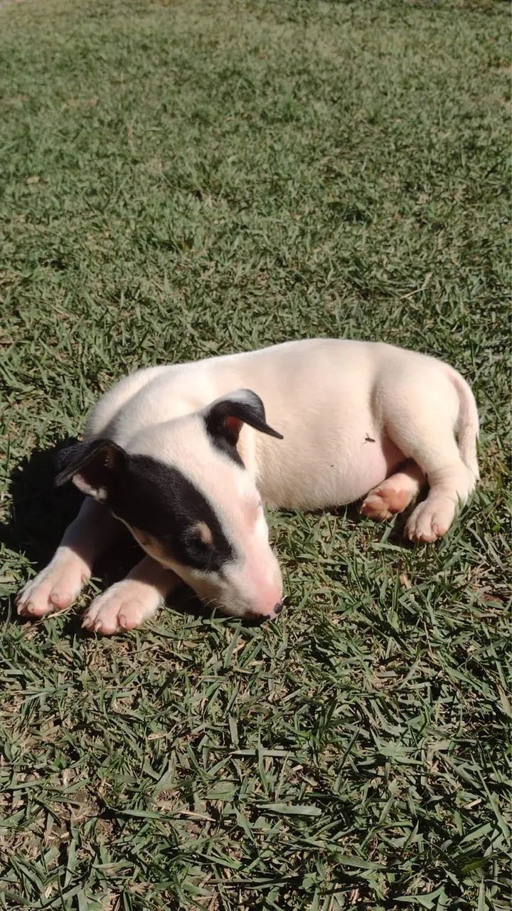 Bull terrier com 55 dias 