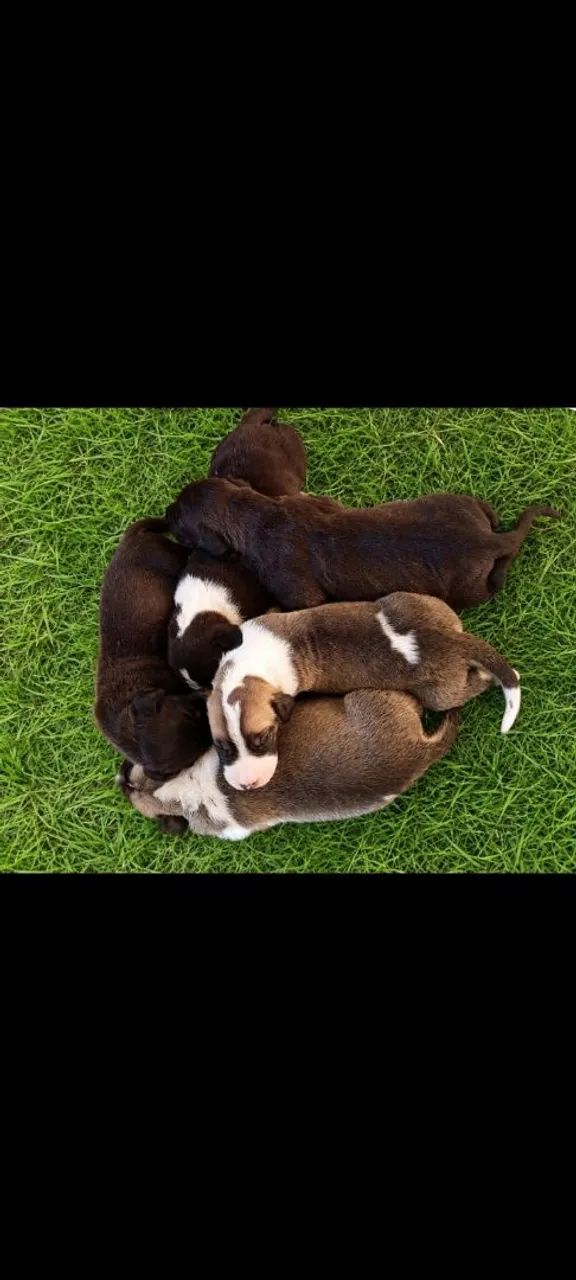 Dog alemão 