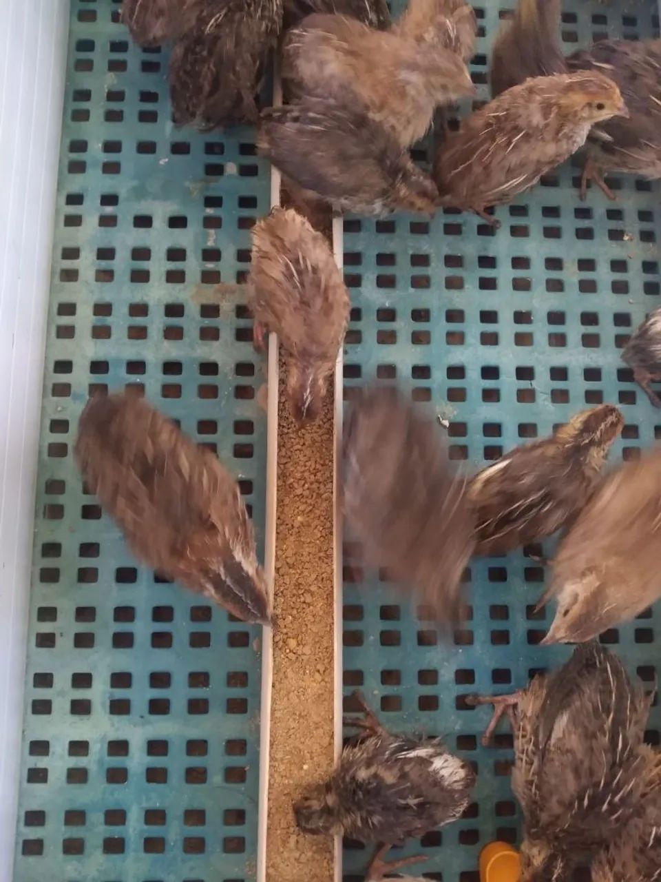30 codornas japonesa 