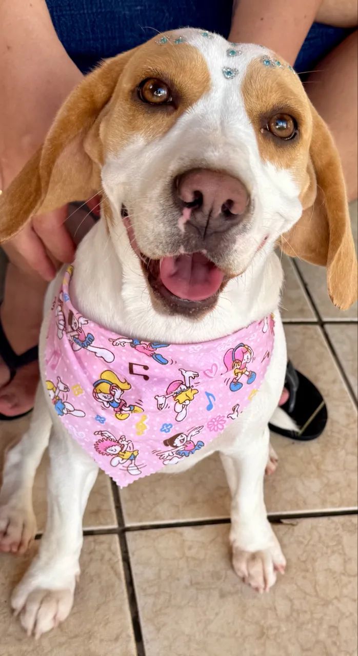Filhote macho. Raça Beagle - Foto 4