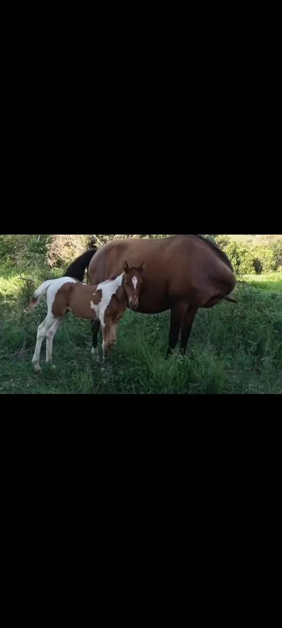  animal de procedência potra filha de mangalarga marchador - Foto 2