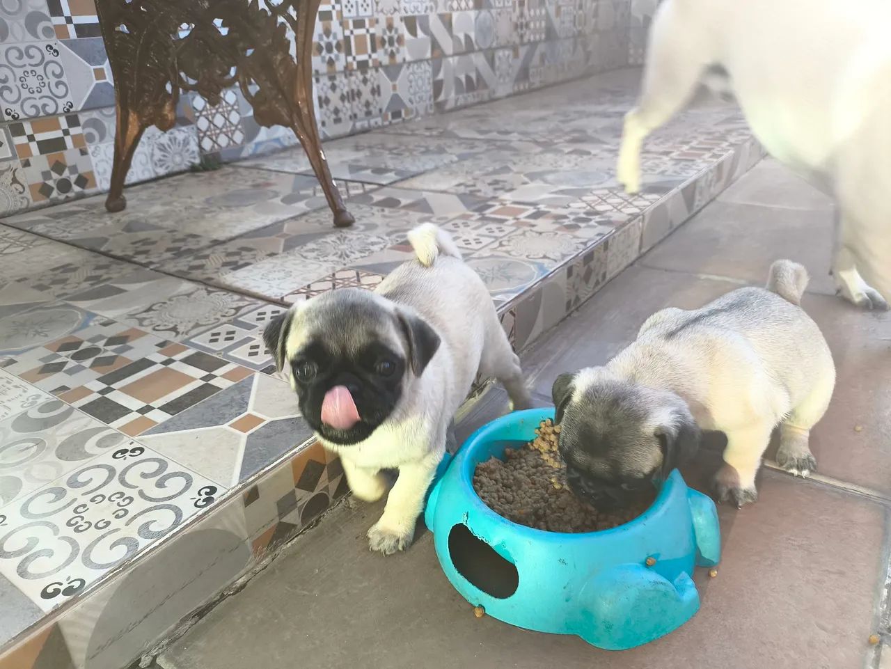 Filhote de Pug  - Foto 5