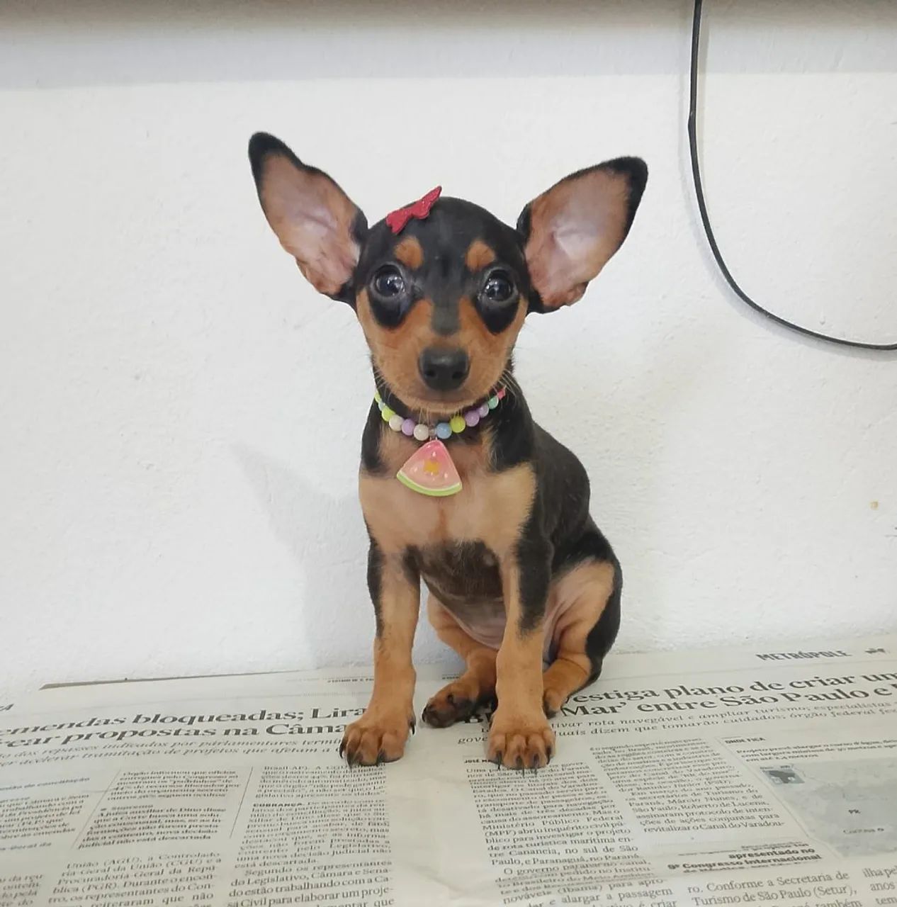 Fêmea de pinscher  - Foto 2