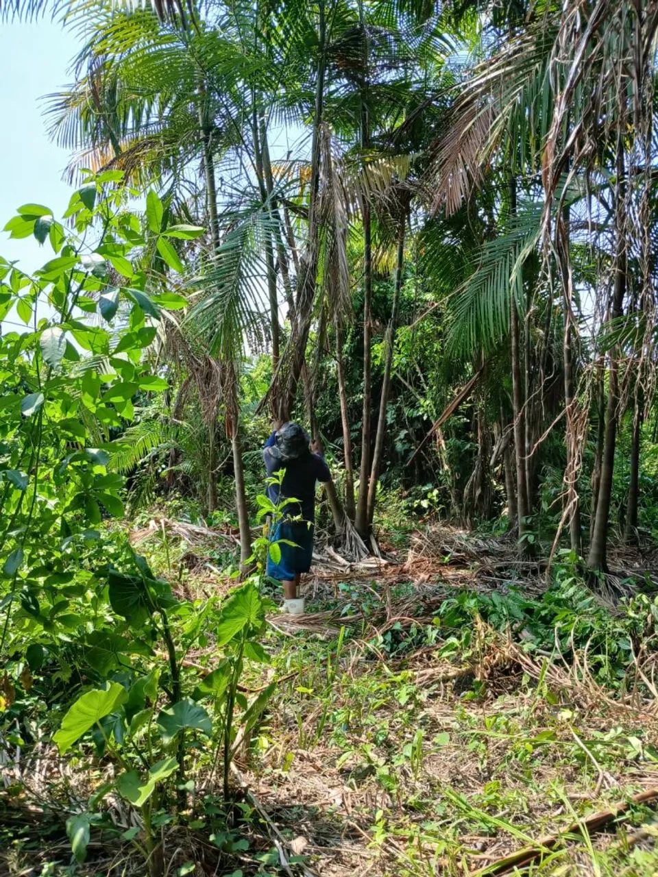 Terreno rural a venda - Foto 2