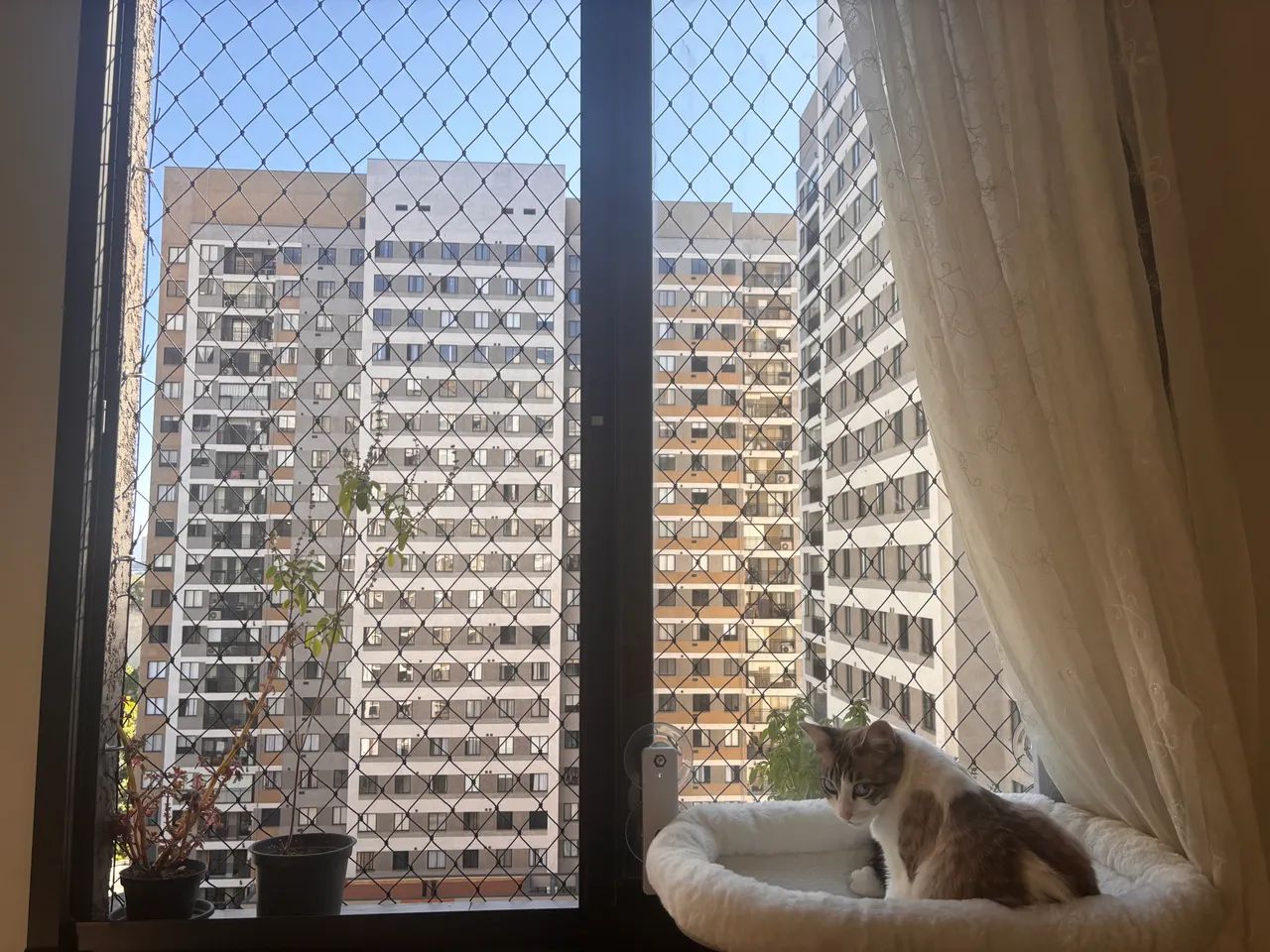 Foto - São Paulo - Butantã