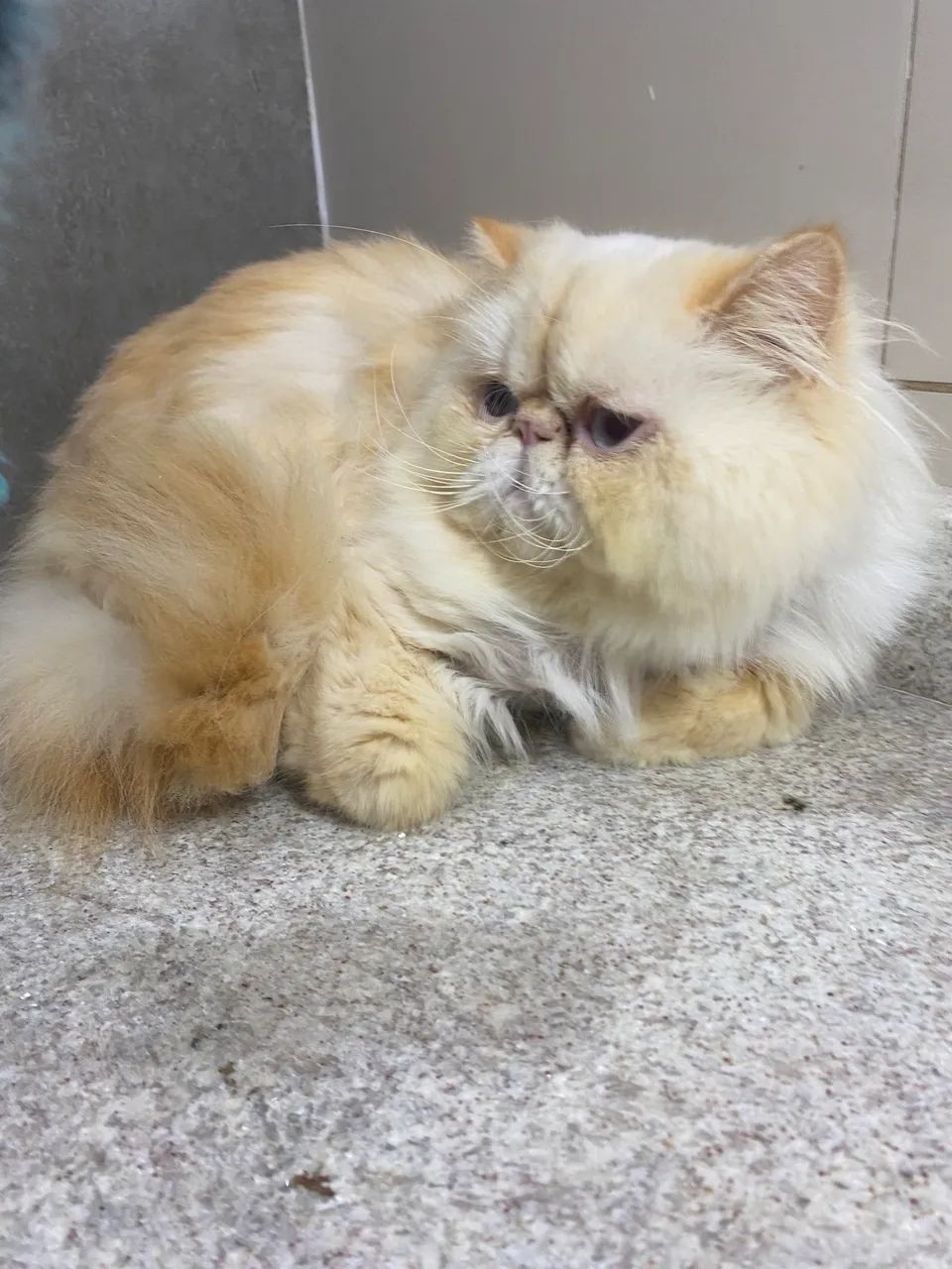 Gato Persa Himalaio 