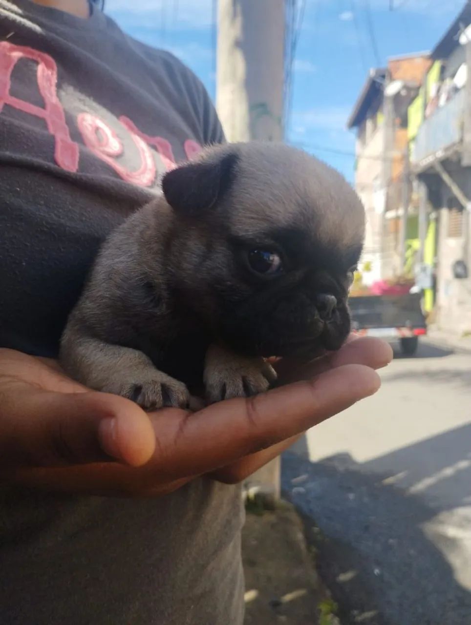 Lindo filhote Pug disponível  - Foto 2