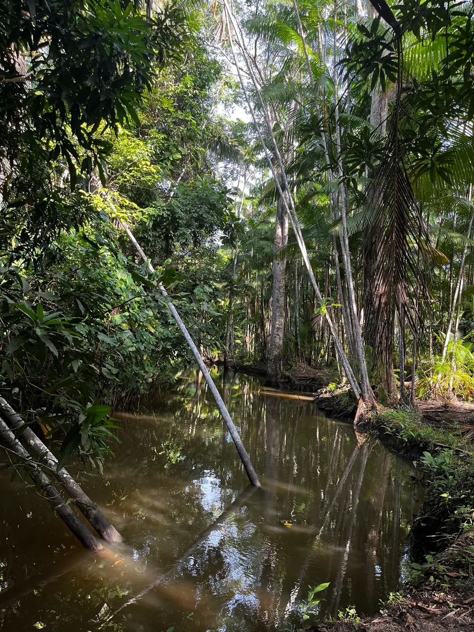 Fazenda em Mazagão Velho-AP - Foto 2
