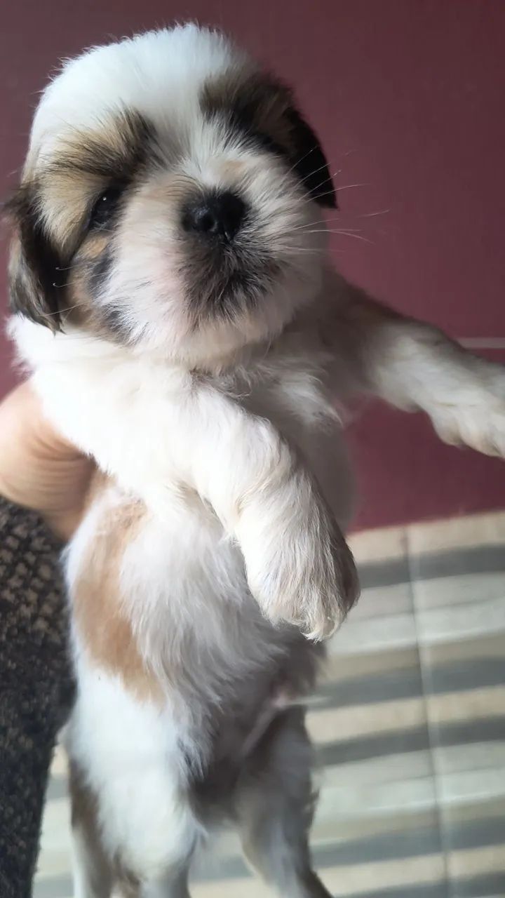 Shitzu macho  - Foto 2