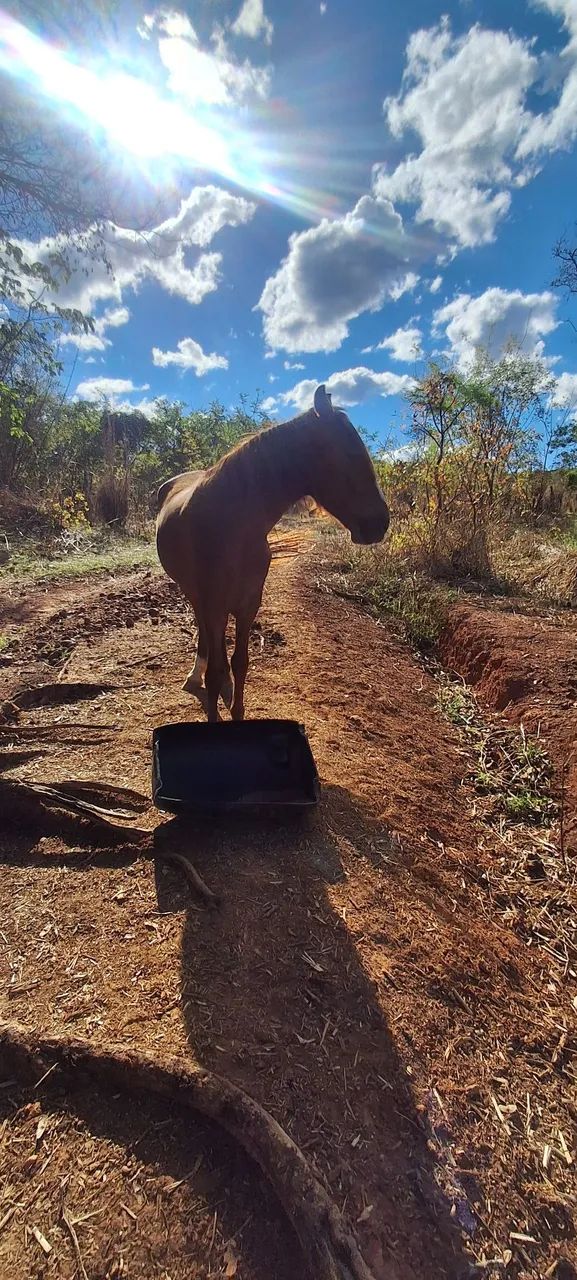 Cavalo  - Foto 3