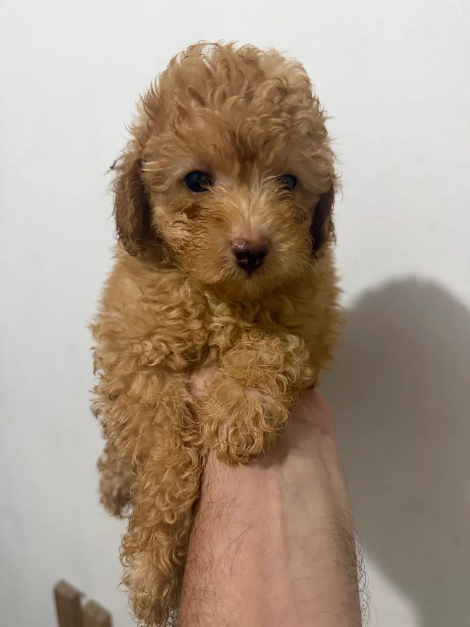 Poodle - machinho abricot - Foto 3