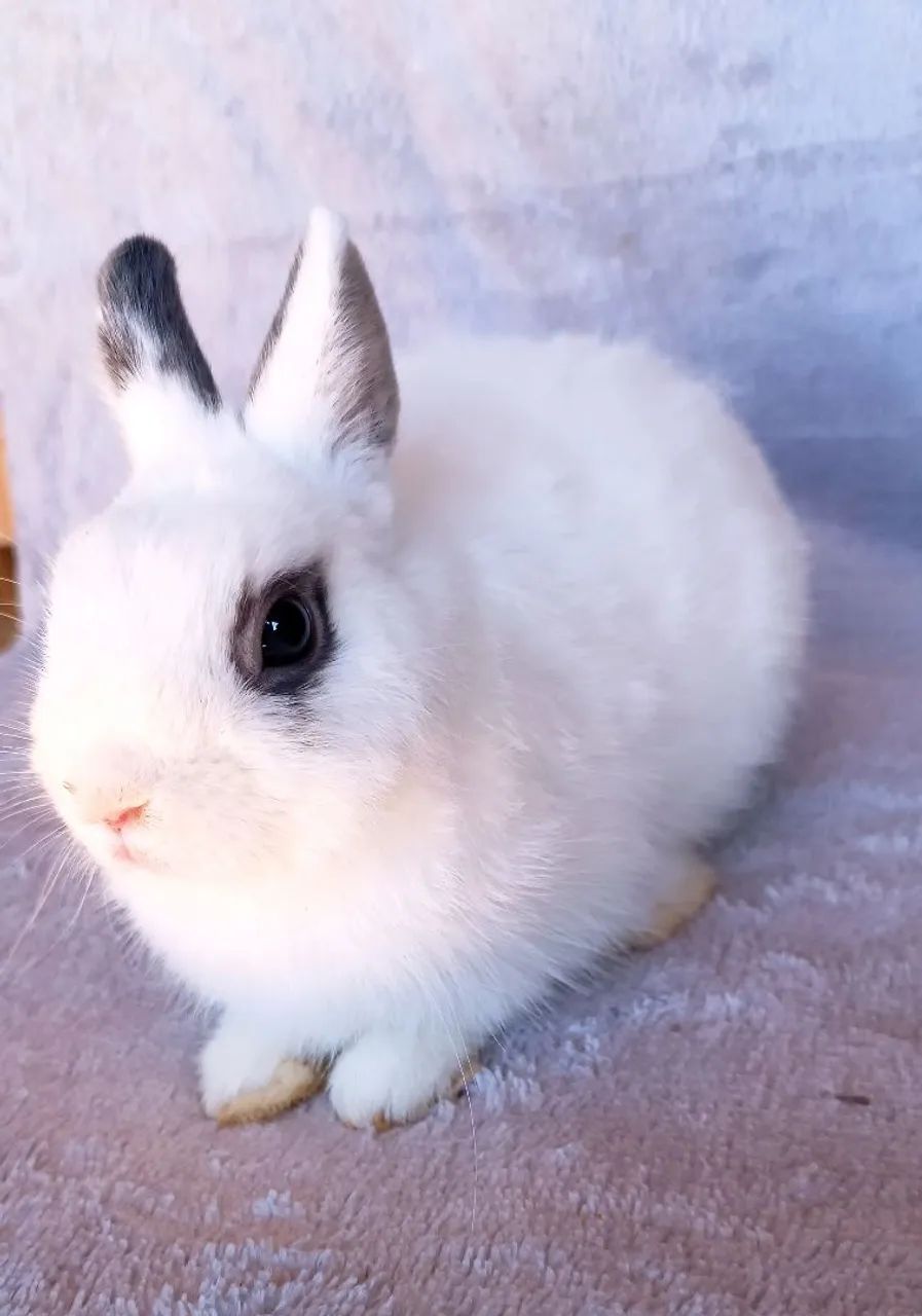 Coelhos Adultos disponíveis Mini lop e Netherlands  - Foto 6