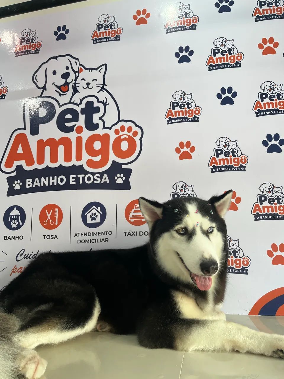 Banho e tosa 