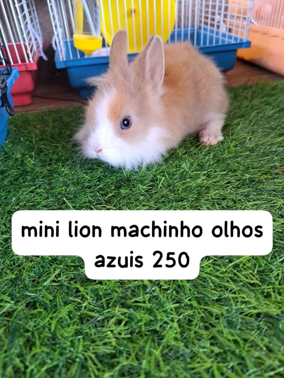 mini coelhos Fazenda Rio Grande  - Foto 4