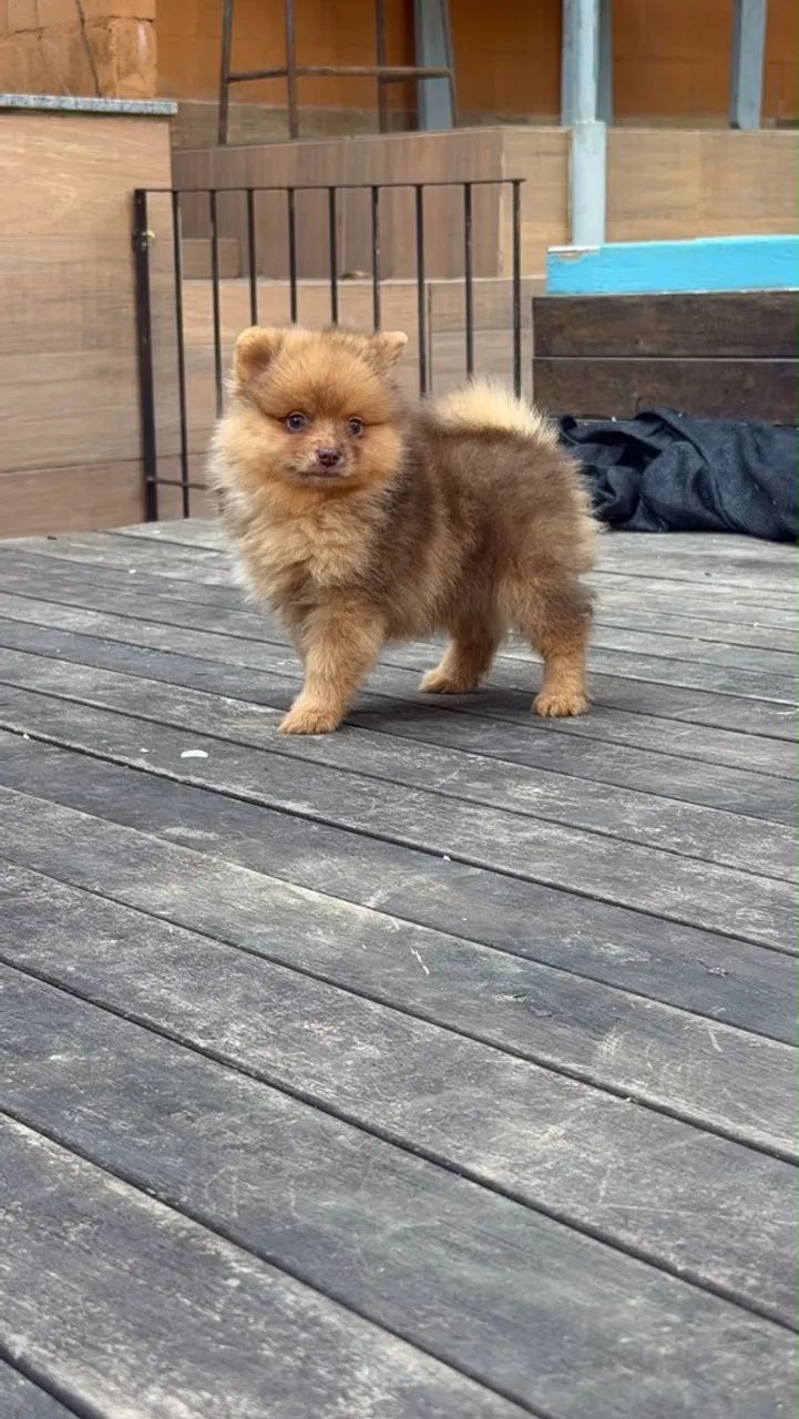Spitz Alemão Choco Merle  - Foto 2