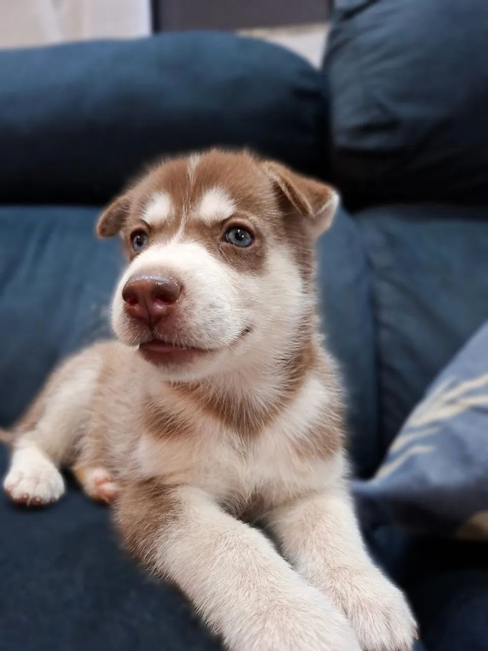 Husky  - Foto 3