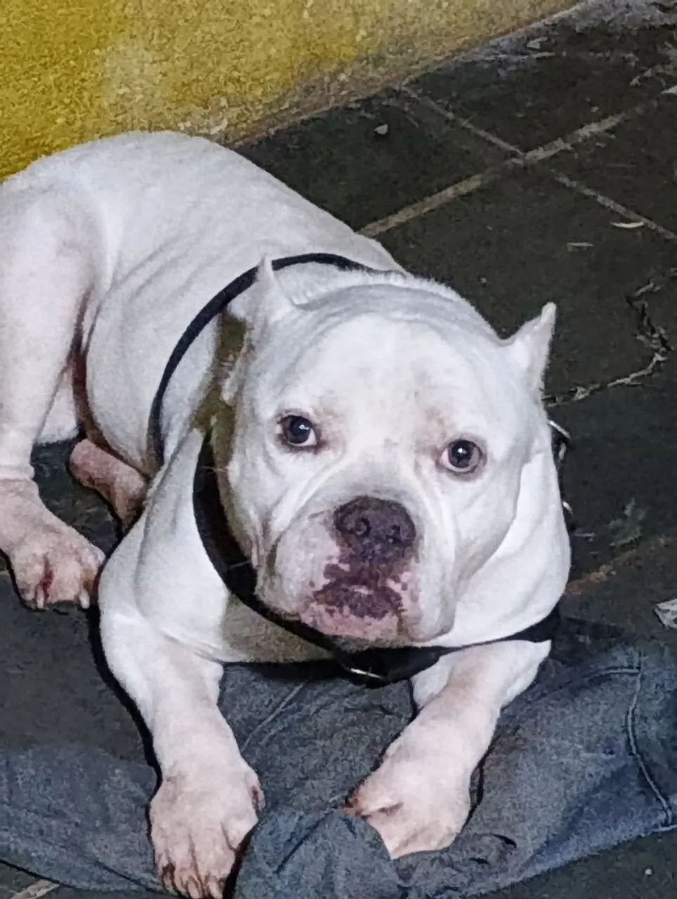 American bully doação 