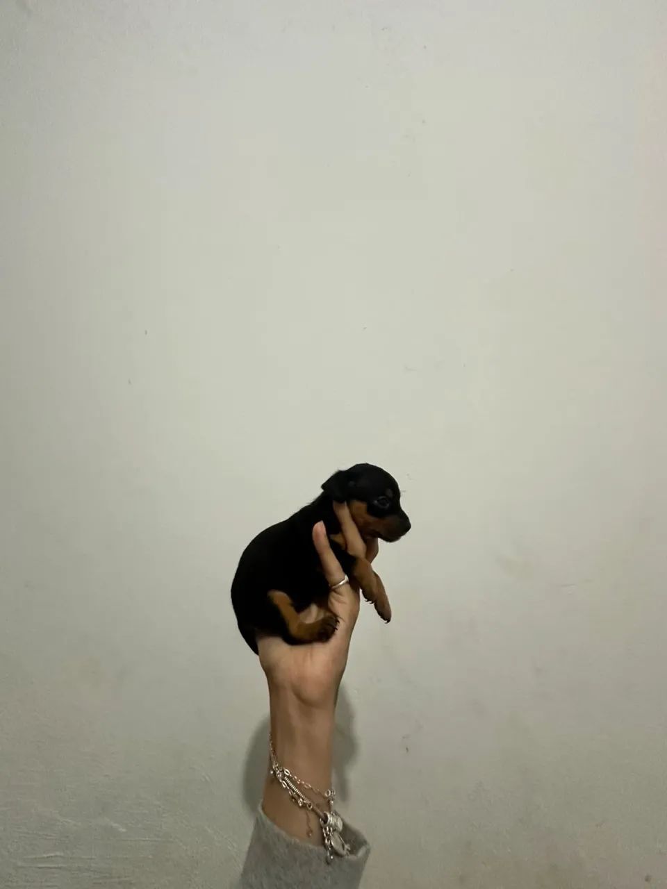 pinscher 0 miniaturas - Foto 2