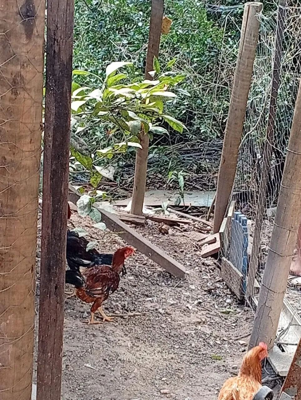 .galos e frango  - Foto 6