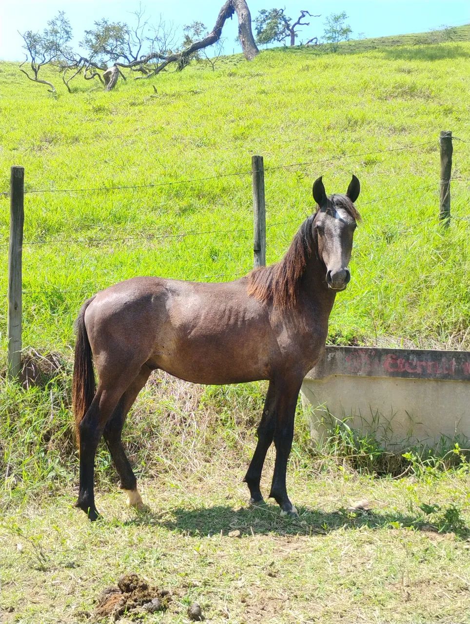 Potro Mangalarga Marchador 