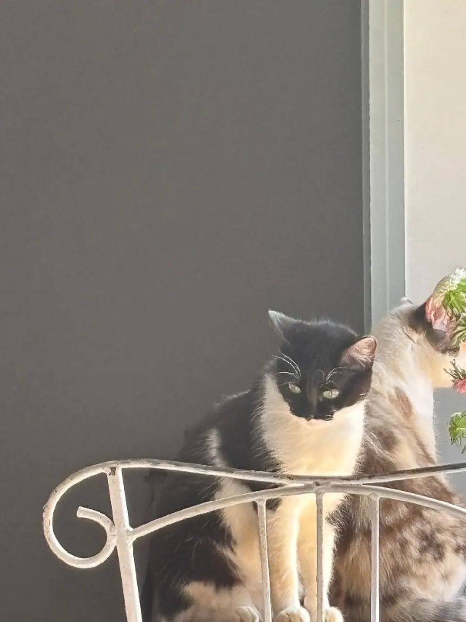 Doa se gatinhas  - Foto 2