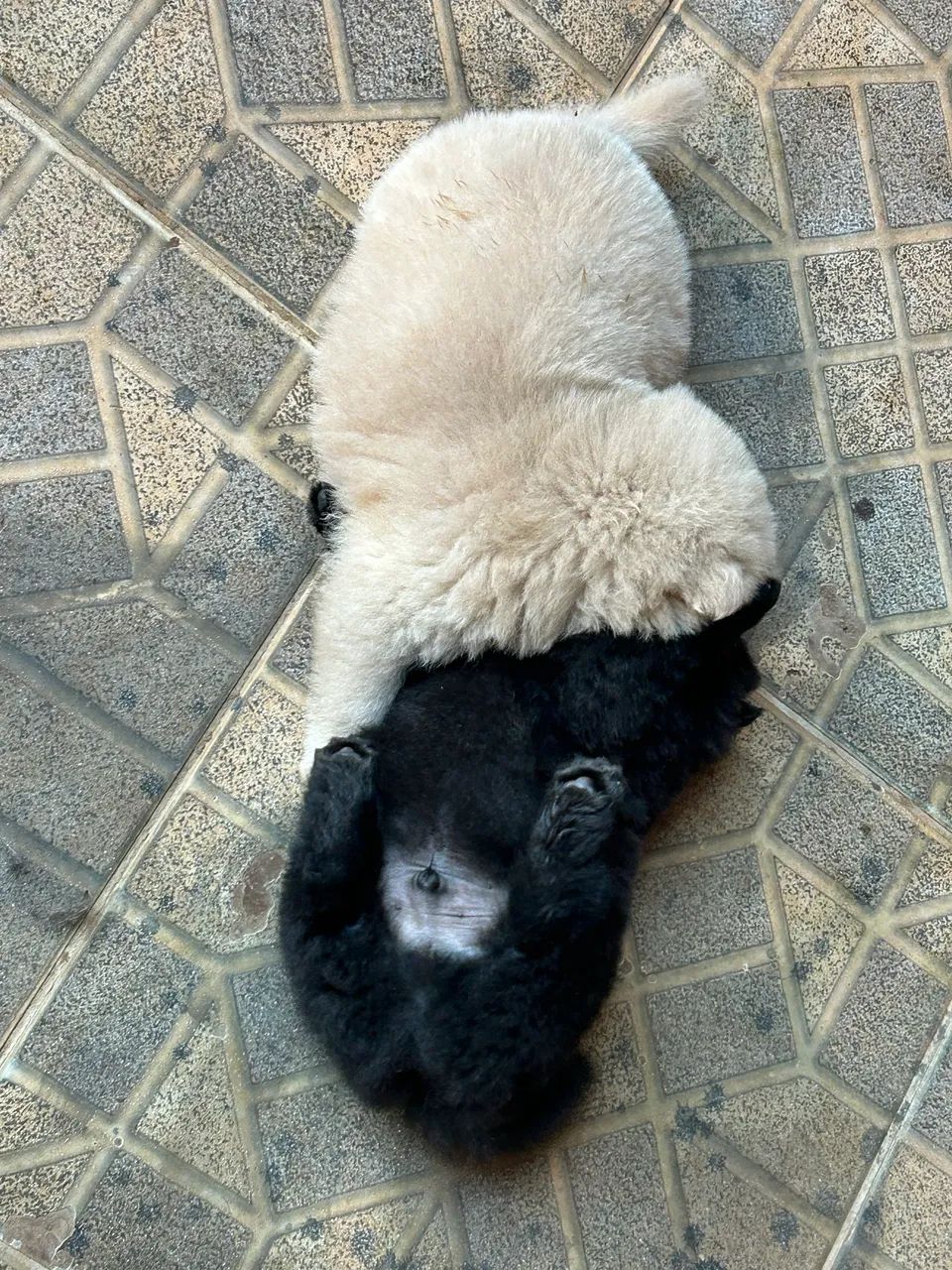 Chow chow  - Foto 3