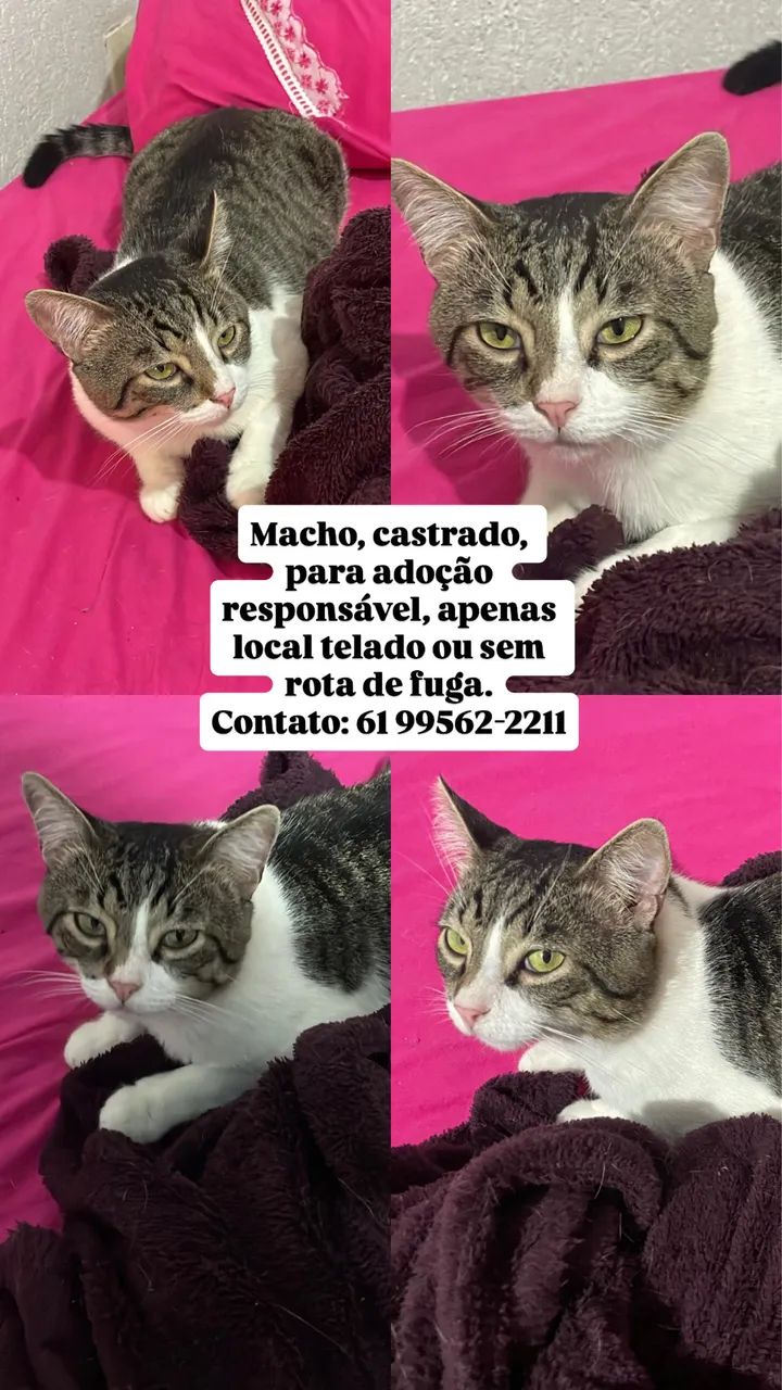 Gatos para adoção  - Foto 4