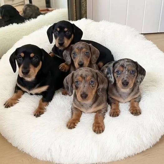 Dachshund cheio de amor e alegria
