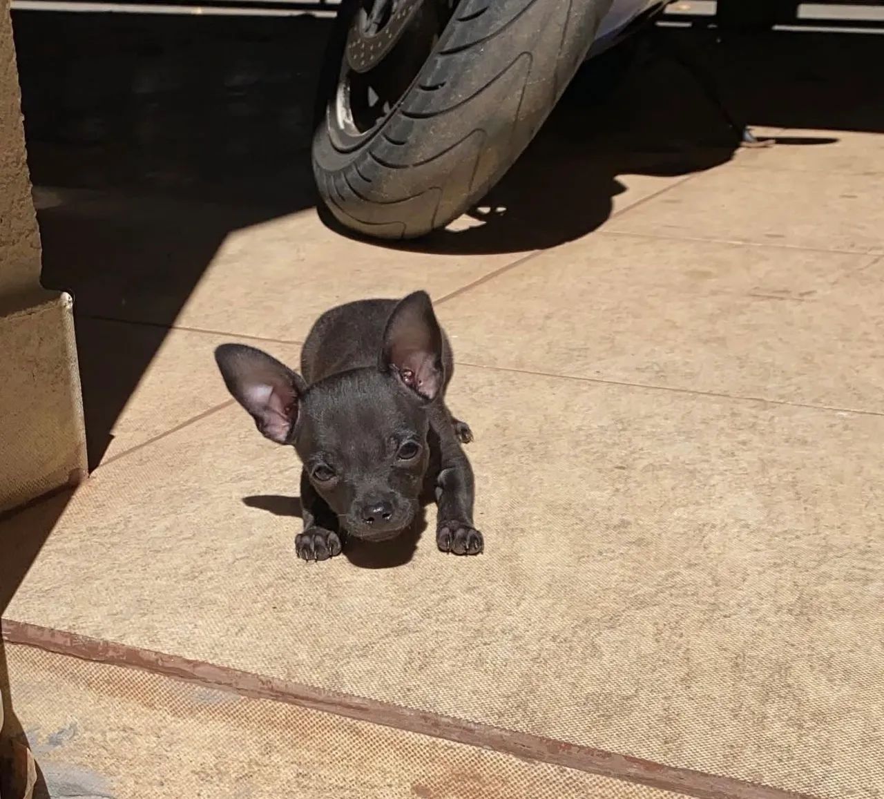 pinscher miniatura 