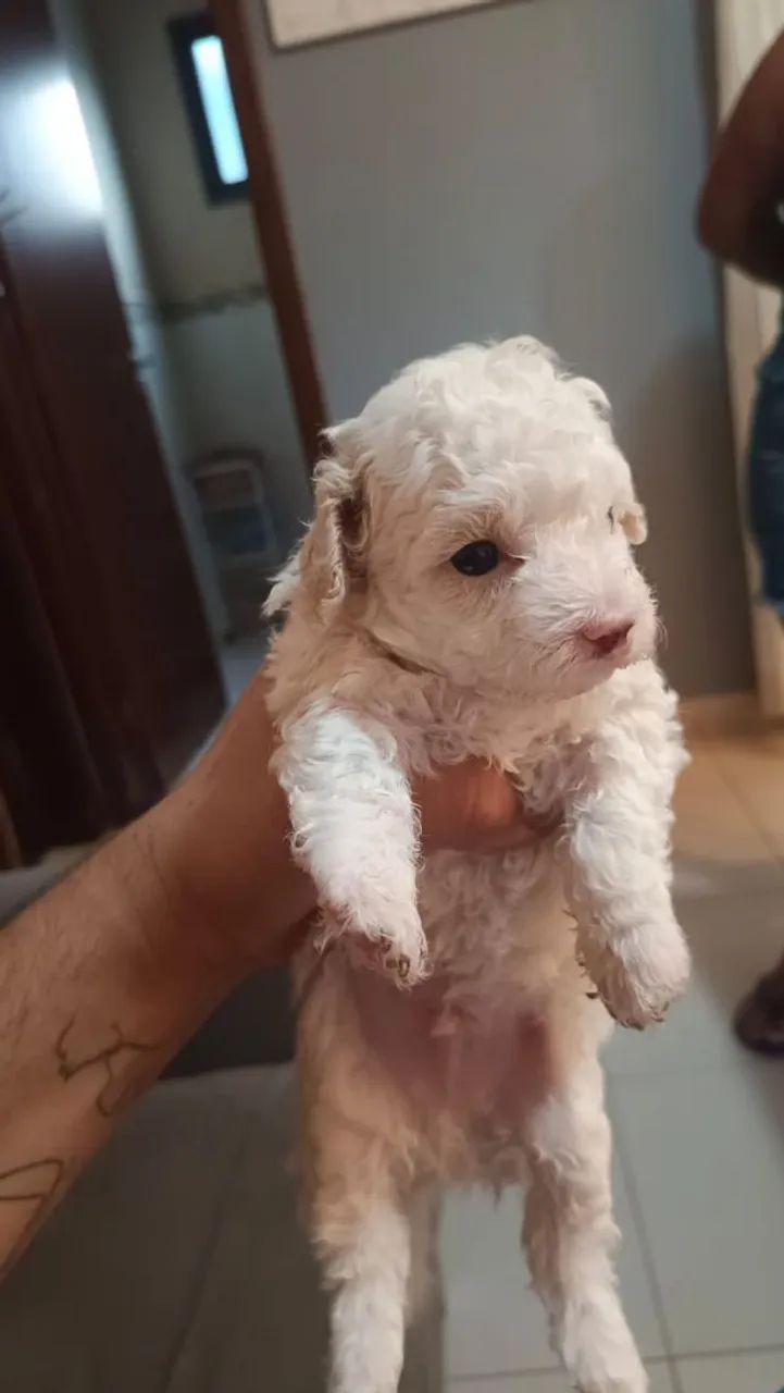 Poodle toy - Foto 2