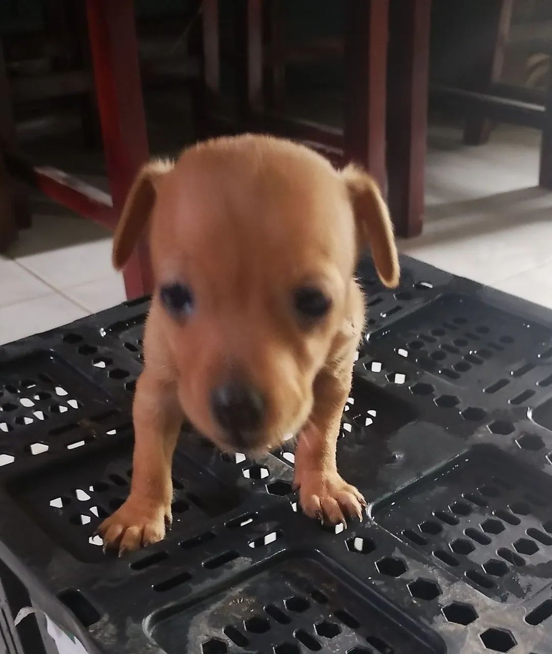 Cachorro Pinscher 0