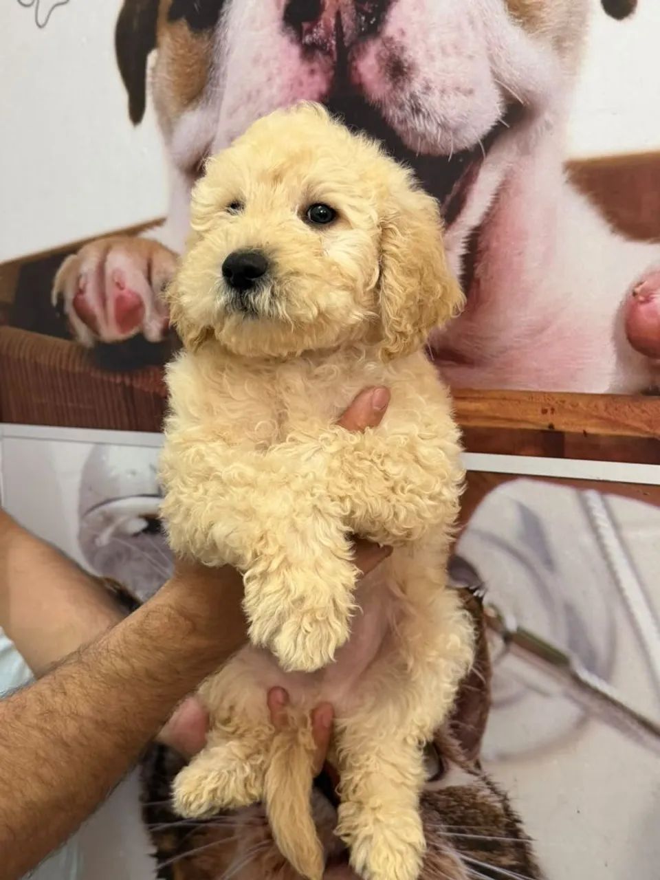 Poodle  - Foto 2