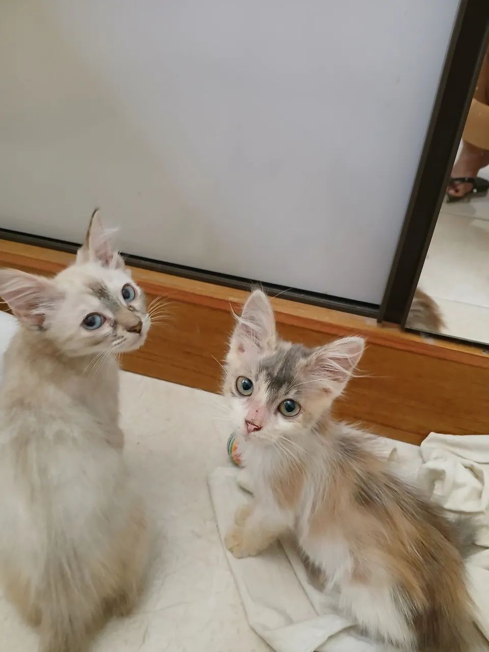 Adoção responsável  - Foto 2
