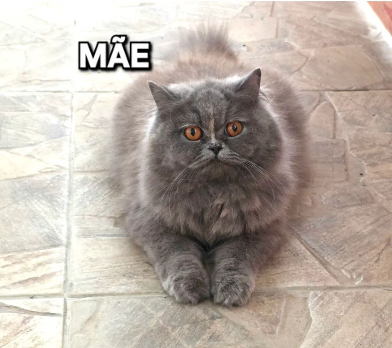 Gato Persa  - Foto 6