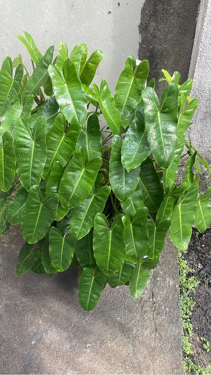 Planta natural imbé  - Foto 2