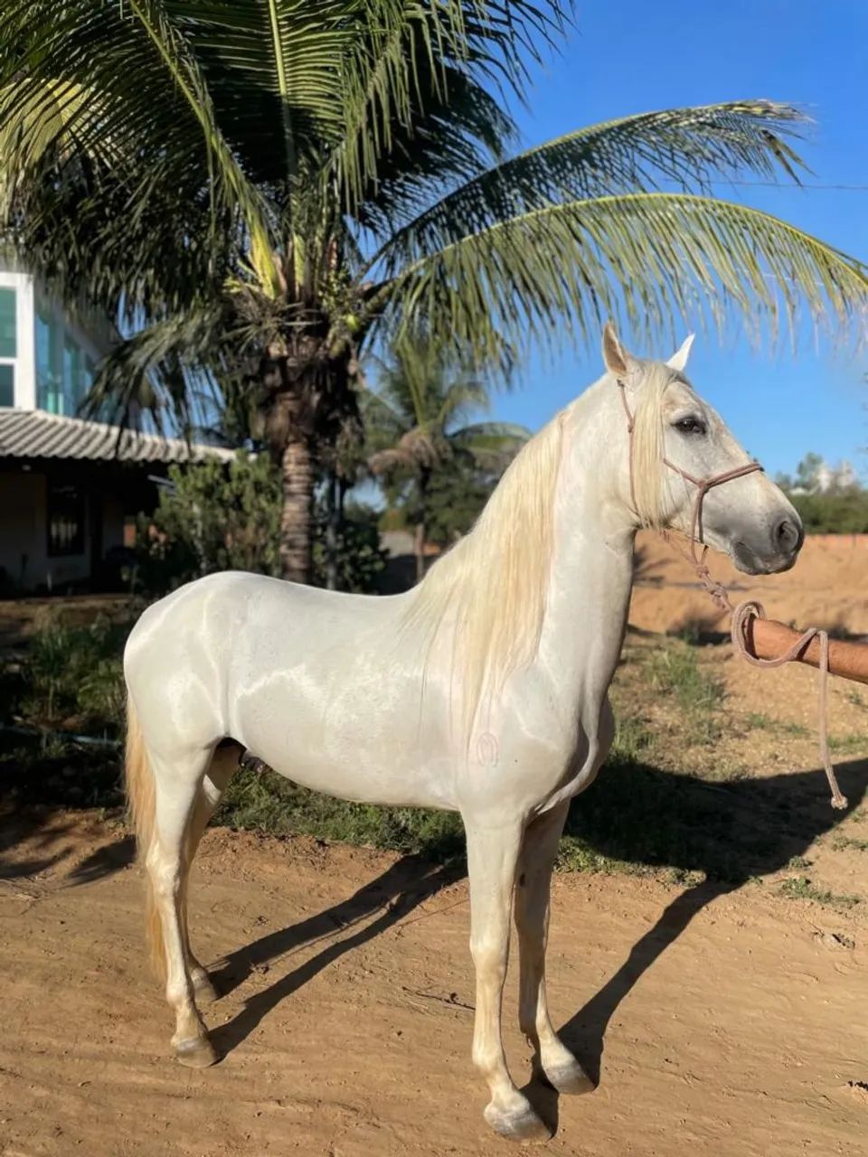 Cavalo manga larga marchador  - Foto 3