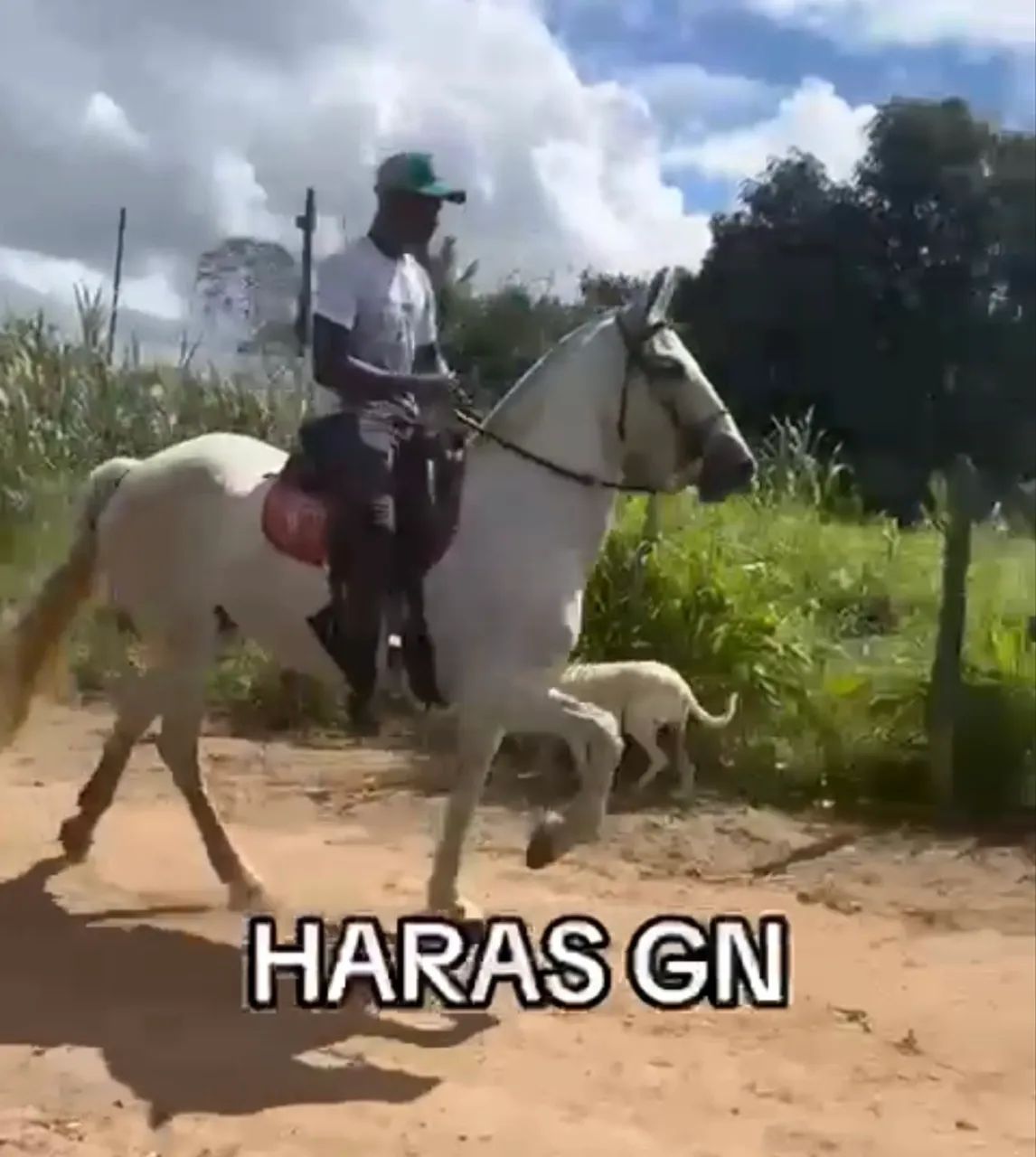 Égua com potra nos pés - Foto 6