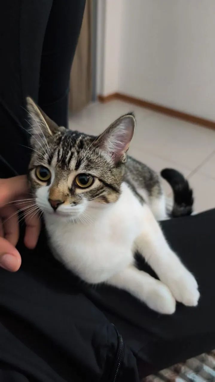 Gatinhas para adoção  - Foto 2