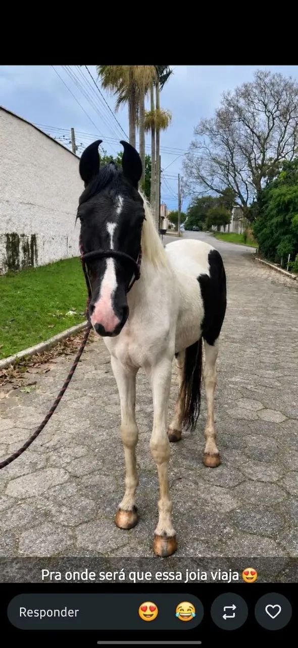 Cavalo