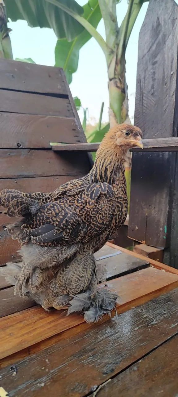 Ovos de galinha Brahma perdiz  - Foto 6
