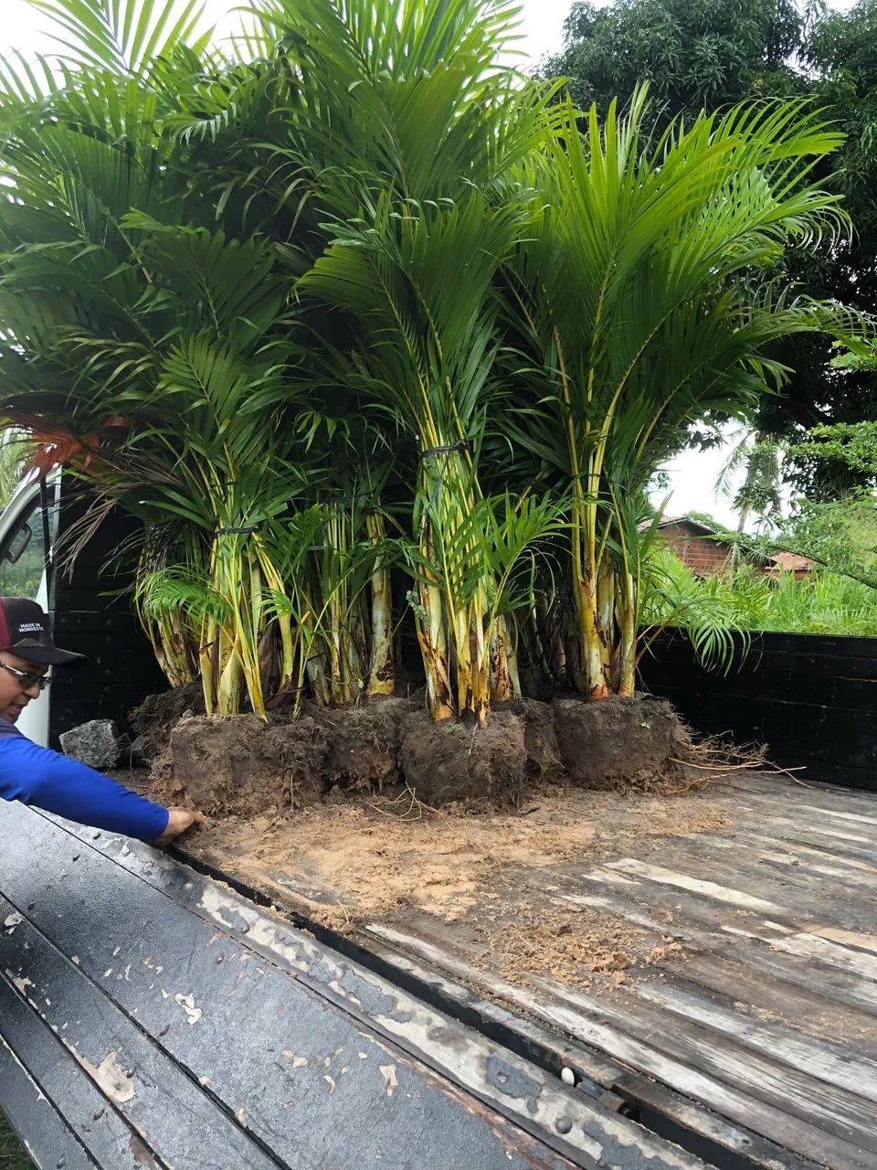 Palmeira areca bambu