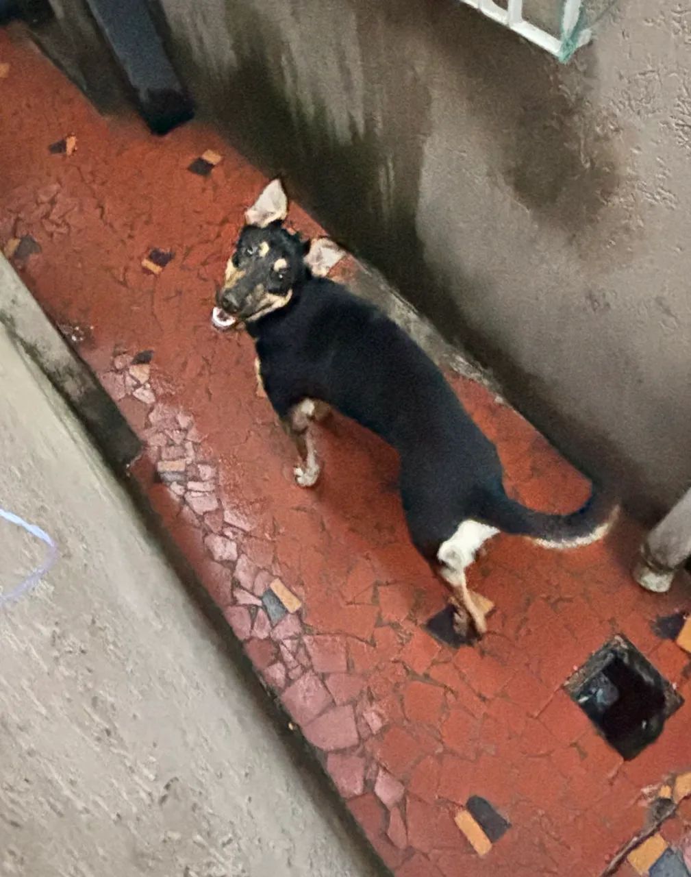     Linda Cachorrinha de Grande Porte Disponível para Adoção - Foto 4