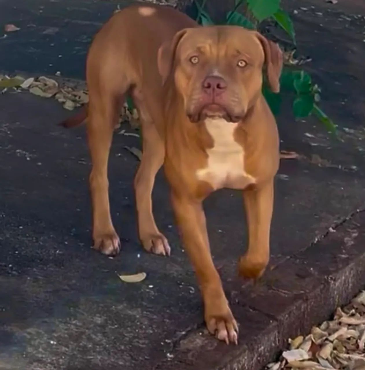 Doação Pitbull  - Foto 3