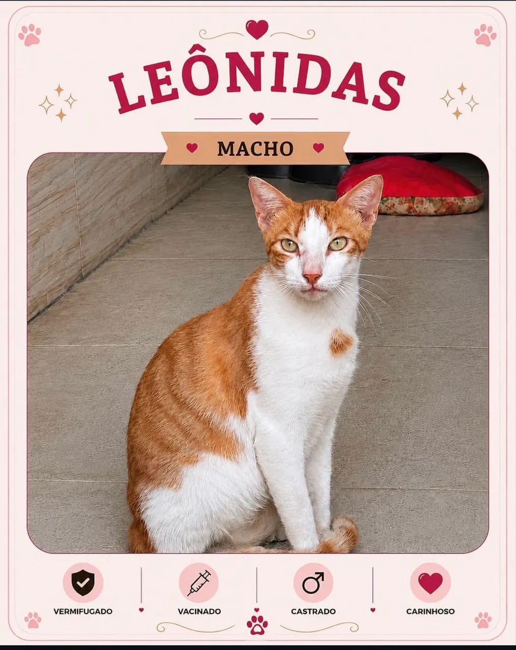 Gato para adoção  - Foto 2