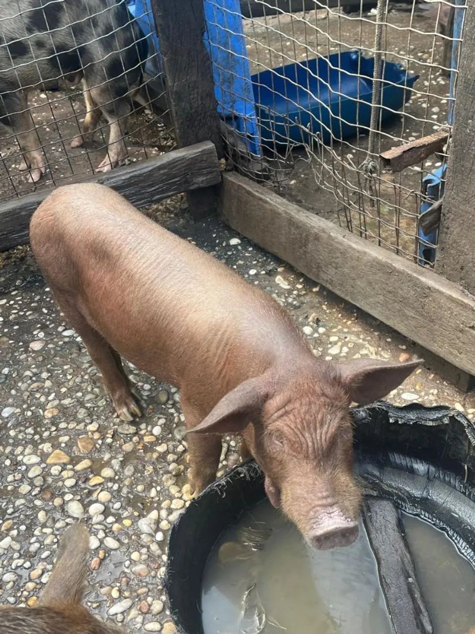 Porco caipira